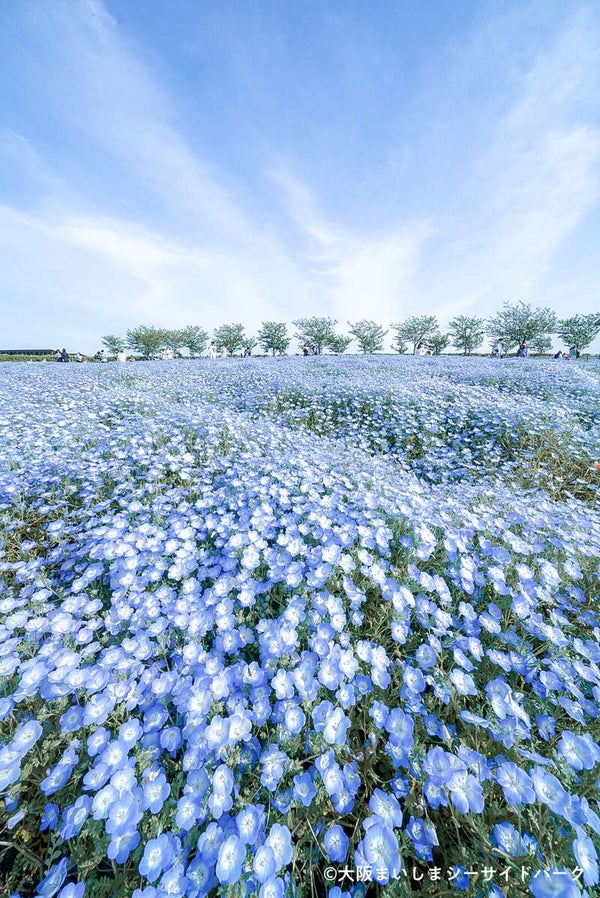 【鳥取県内発】 関西5つの花めぐり 2日間1